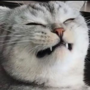 Meet your Posher, Harry